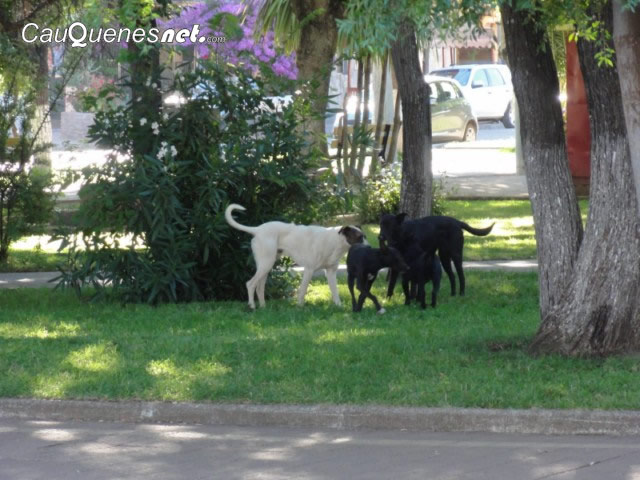 d2249-perroscallejeros-cqnet