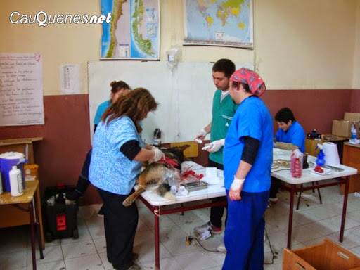 Municipio de Cauquenes realiza esterilización de mascotas