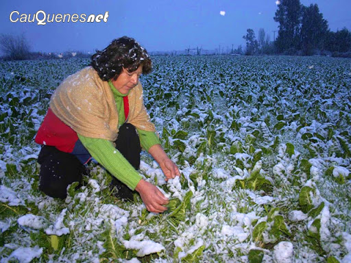 Las heladas: Enemigo latente de los agricultores