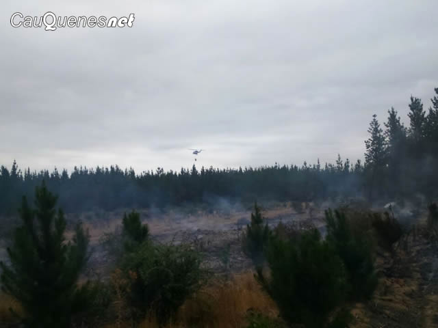 Incendio Forestal de San Antonio en Cauquenes está controlado