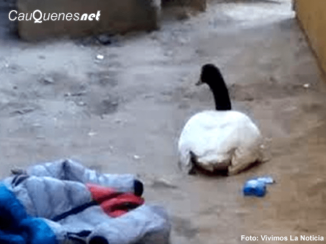 cisne cuello negro en carcel de cauquenes 01-cqnet