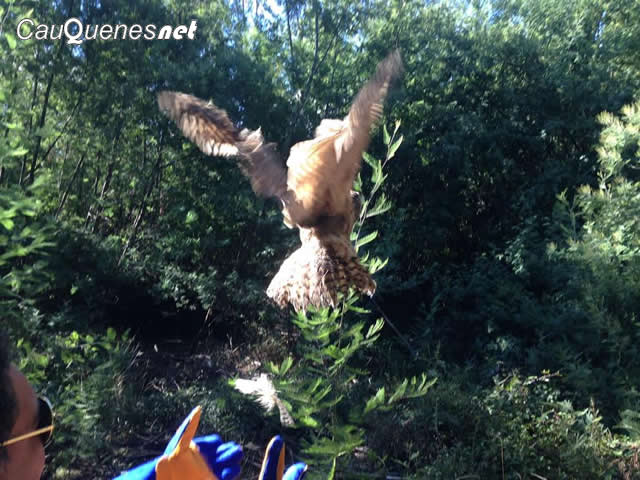 SAG libera tucuquere en Chanco 02-cqnet.jpg