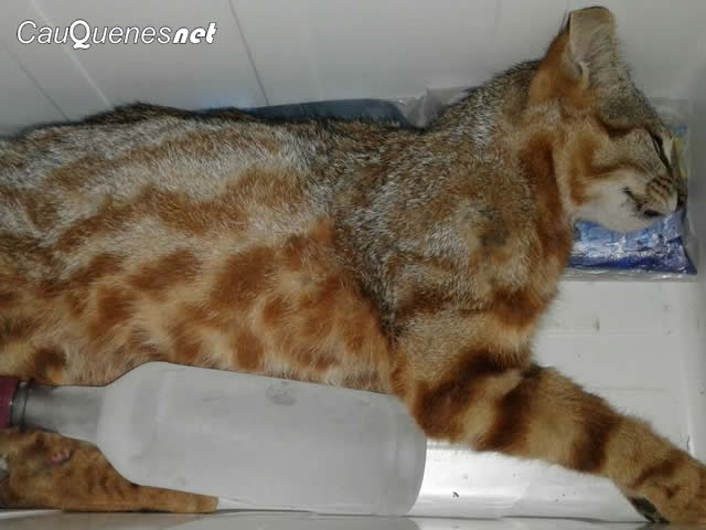 Gato colo colo en maule 01-cqnet