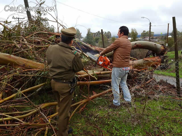 caida arbol pocillas 01-cqnet