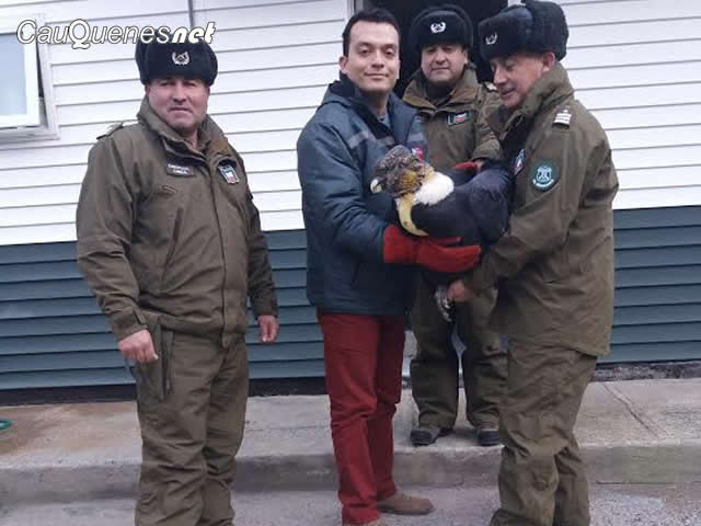 SAG condor precordillera talca 02-cqnet