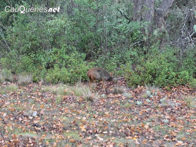 SAG libero pudu en curepto 02-cqnet