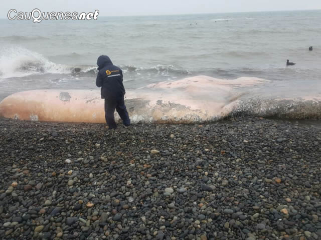 cachalote en putu reg maule 18ago17 02-cqnet