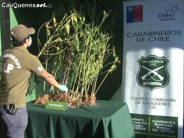 carabineros decomisa marihuana en pichihuedque 220318 01-cqcl