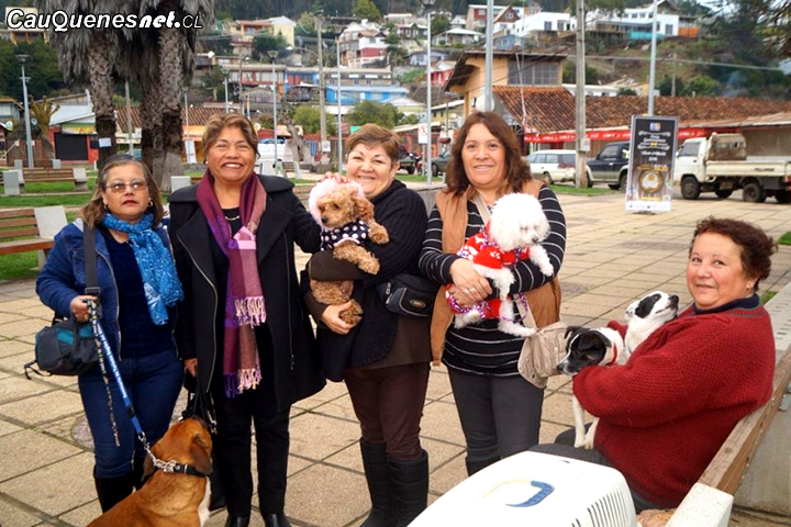 En Pelluhue realizan operativo de esterilización de mascotas
