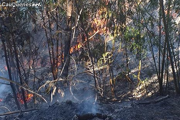Tras incendio Forestal de El Peral: Gobernador de Cauquenes señaló que el “Gobierno actuará con todo el peso de la Ley para quienes ocasionen IF”