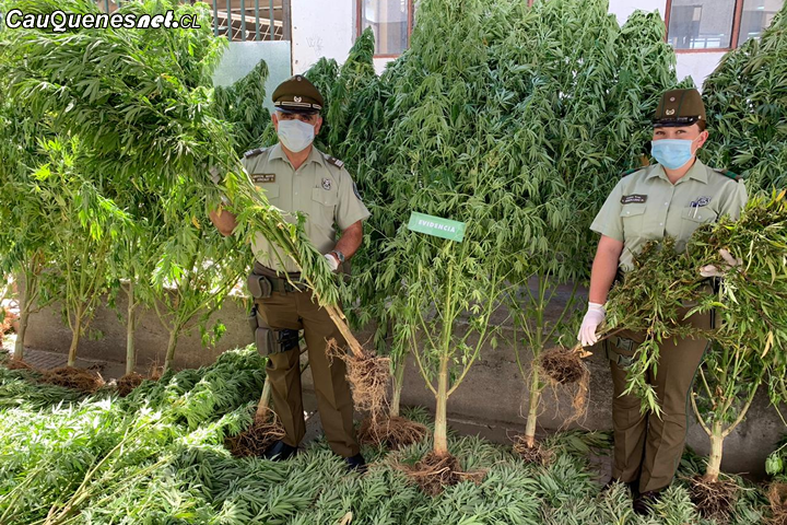 Cauquenes: Sujeto es arrestado por manetener cultivo ilegal de Marihuana