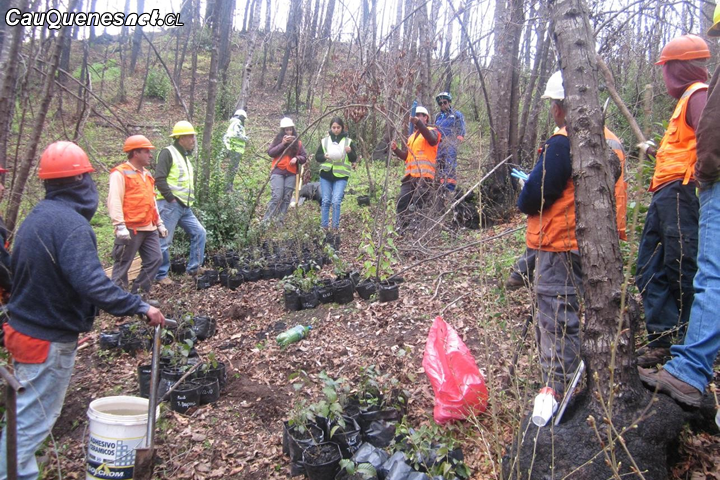 Gestionanla protección del Ruil en la Región del Maule