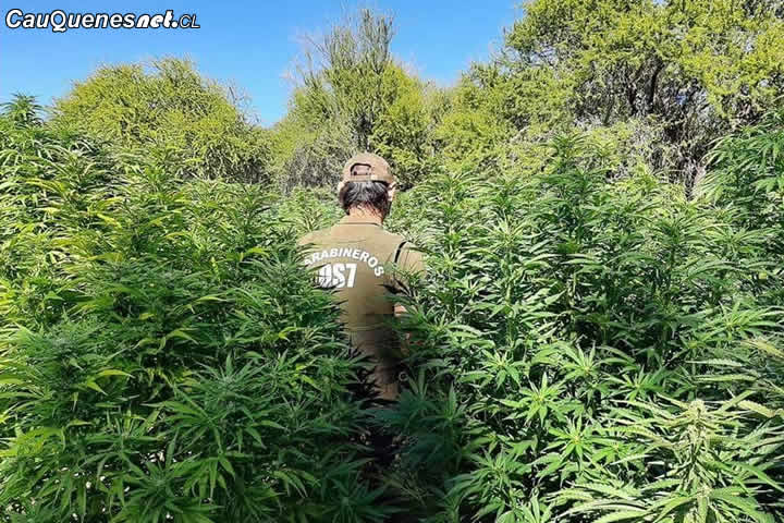 #Cauquenes: Decomisan más de 380 plantas y más de 14 kilos de la droga elaborada