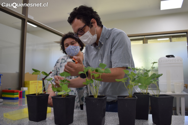 U. Autónoma consolida la biotecnología agrícola en el #Maule y asesora a productores de la provincia de #Cauquenes