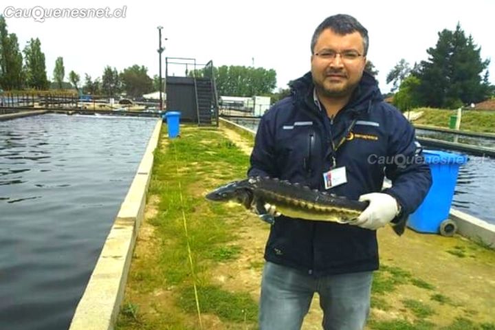 Desde #Parral se realiza la primera exportación nacional de Caviar de Esturión a la Unión Europea