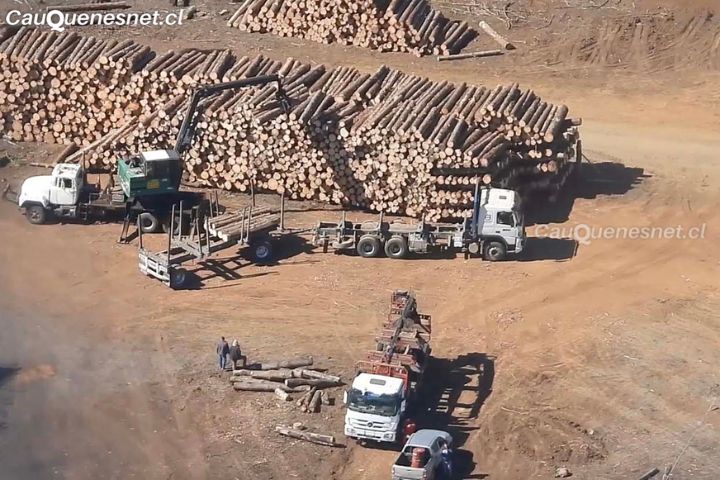 Comenzó a regir la nueva «Ley de robo de madera»