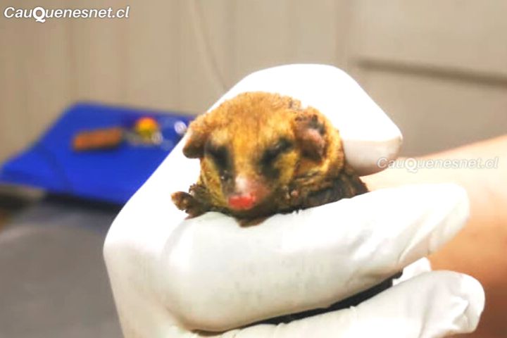 Un sobreviviente: Monito del Monte es rescatado por brigadistas de Conaf de incendio forestal en #Longaví
