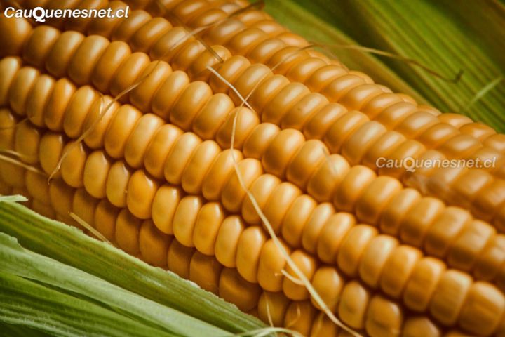 Ministro Valenzuela anuncia proceso de compra de maíz por parte de Cotrisa a pequeños productores