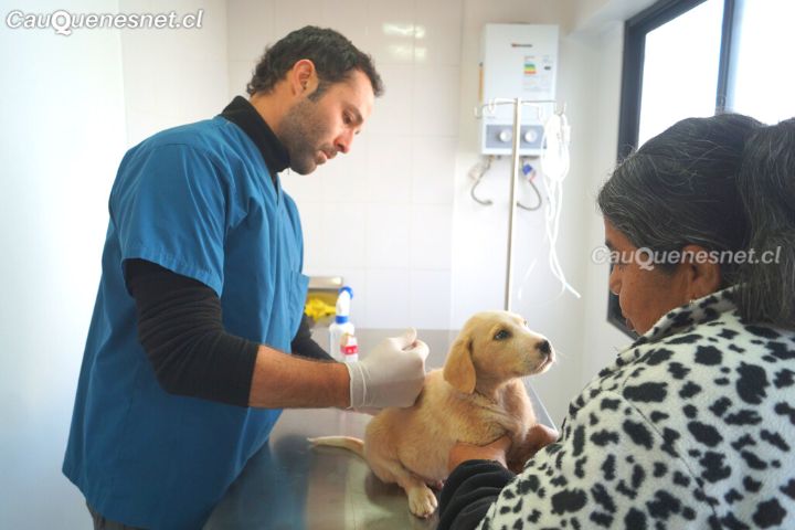 En Pelluhue se desarrolló operativo de vacunación y desparasitación de mascotas