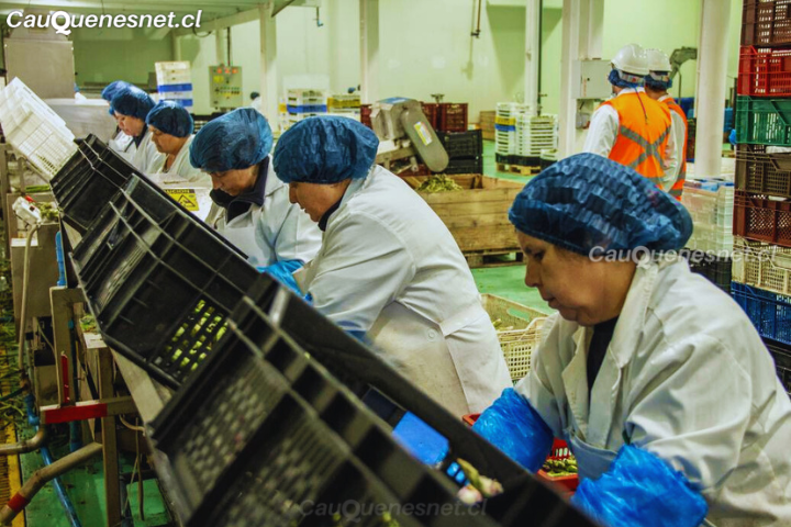 Empleo maulino no logra absorber la creciente demanda por trabajo
