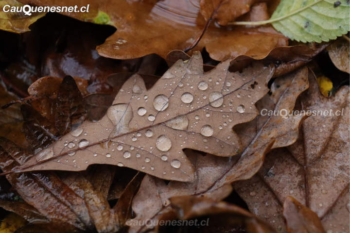 Experto proyecta otoño con lluvias extremas en corto tiempo