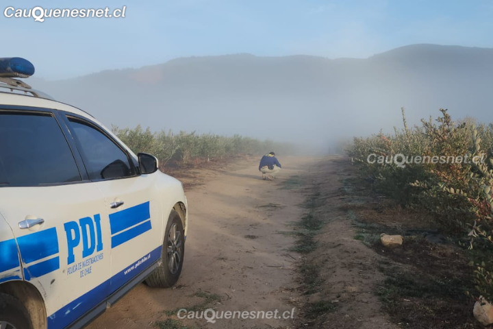 En Cauquenes hombre fallece tras recibir disparo en la cabeza durante cacería