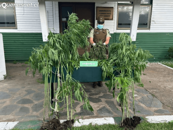 Carabineros detiene a dos personas por microtráfico de drogas en&nbsp;Pelluhue