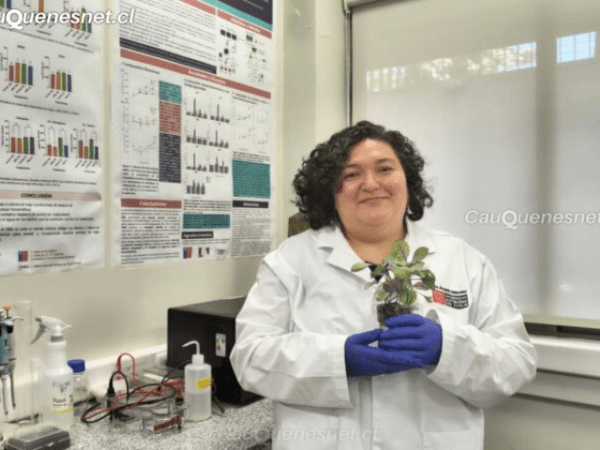 Investigadores de la U. Autónoma desarrollan tratamiento postcosecha para mantener firmeza y propiedades antioxidantes de la&nbsp;frutilla