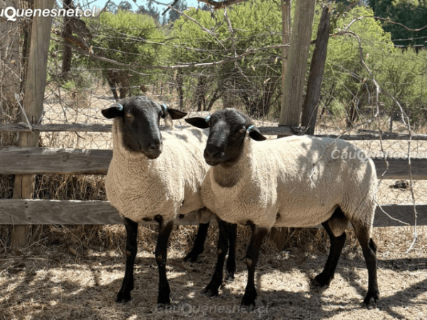 INIA Cauquenes y Universidad Austral fortalecen alianza para poner en valor la genética ovina&nbsp;chilena