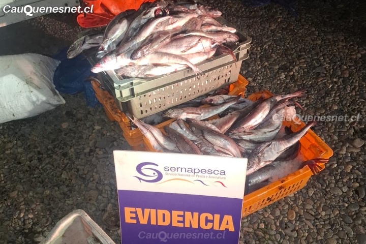 Cauquenes: Sernapesca Maule realiza importante incautación de merluza común en el inicio de la veda